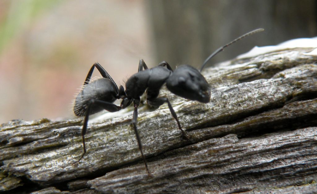 Io penso Camponotus: operaia di C. vagus, Formicidae.